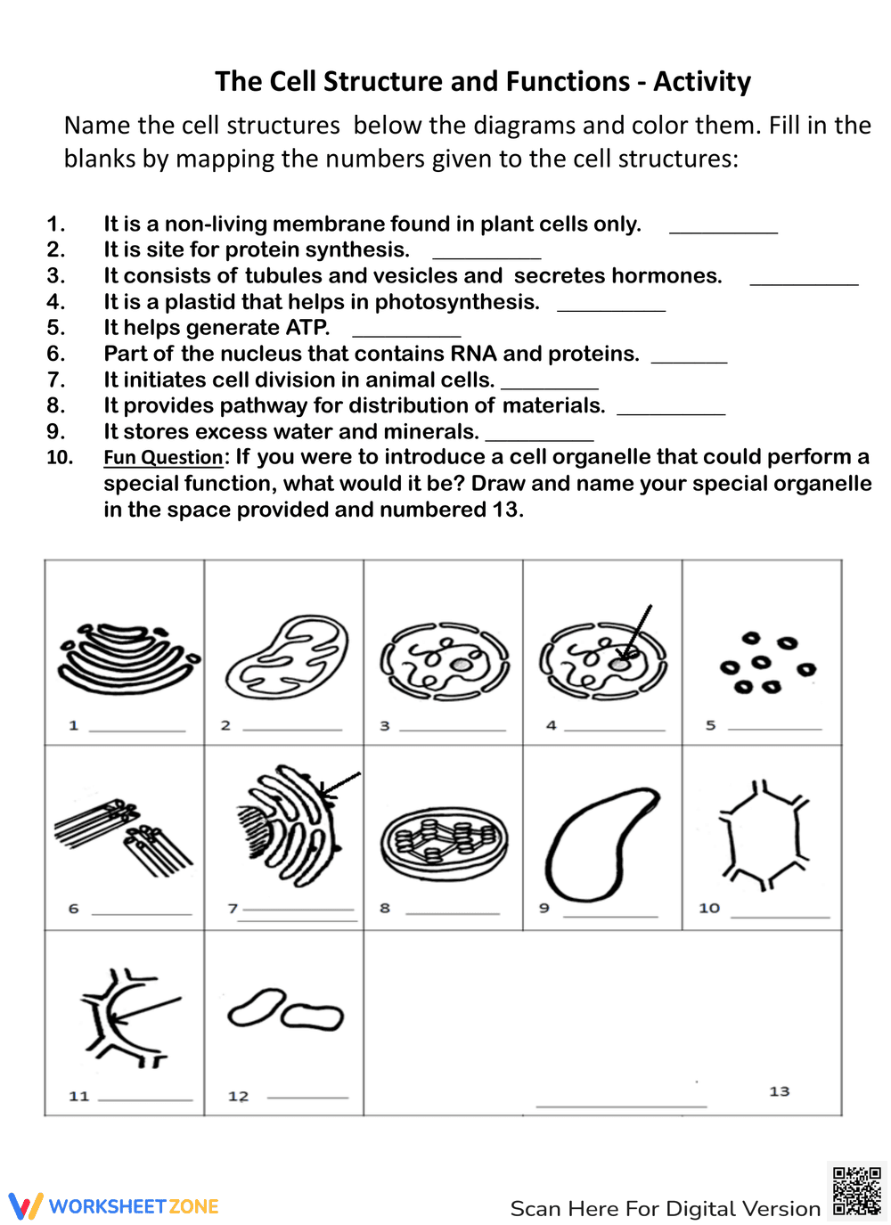 Explore Cell Structure and Functions Worksheet - Page 1