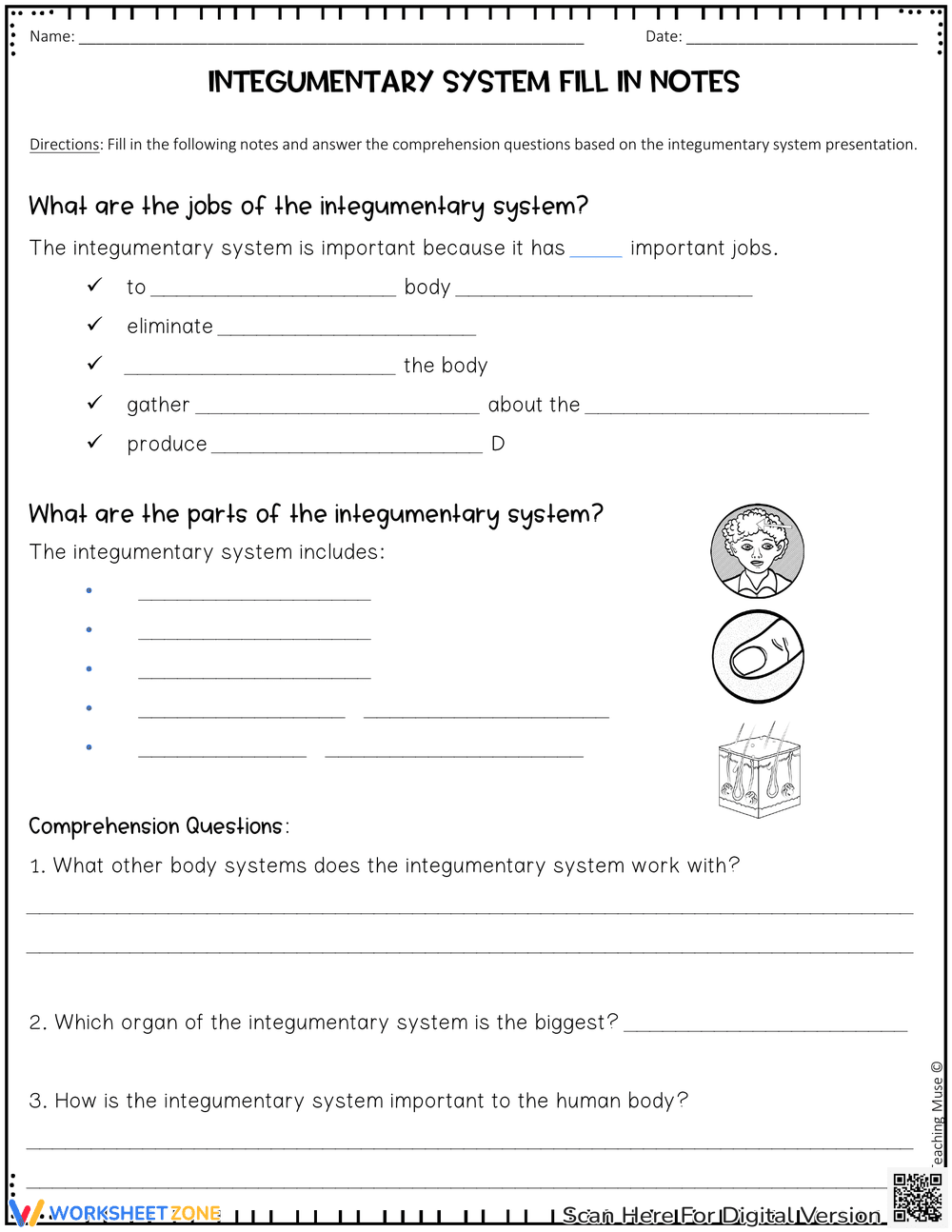 Integumentary System Fill-In Notes Worksheet - Page 1