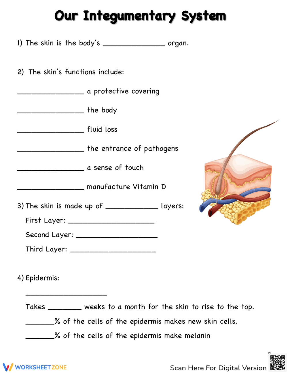 Our Integumentary System: Anatomy Worksheet - Page 1