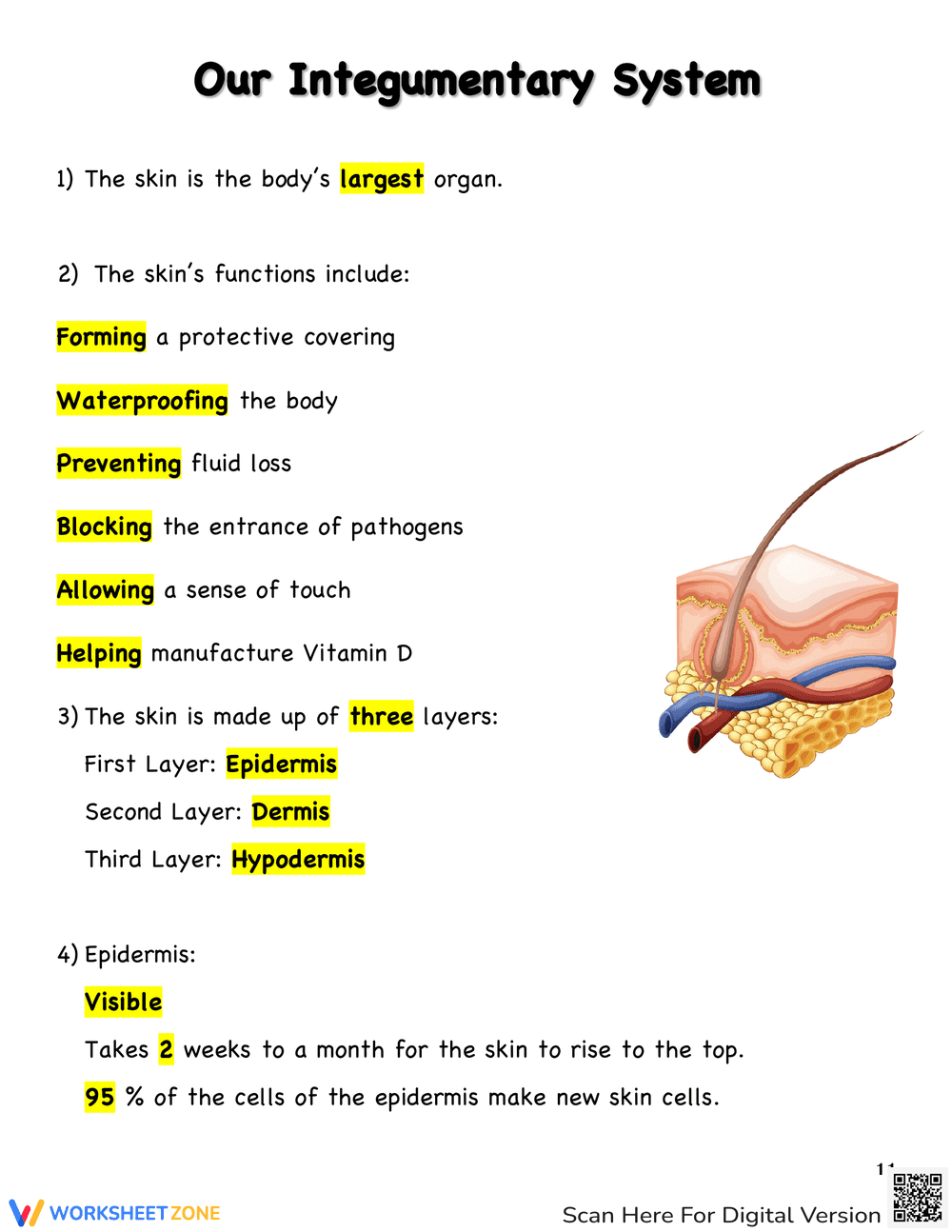 Our Integumentary System: Anatomy Worksheet - Page 3
