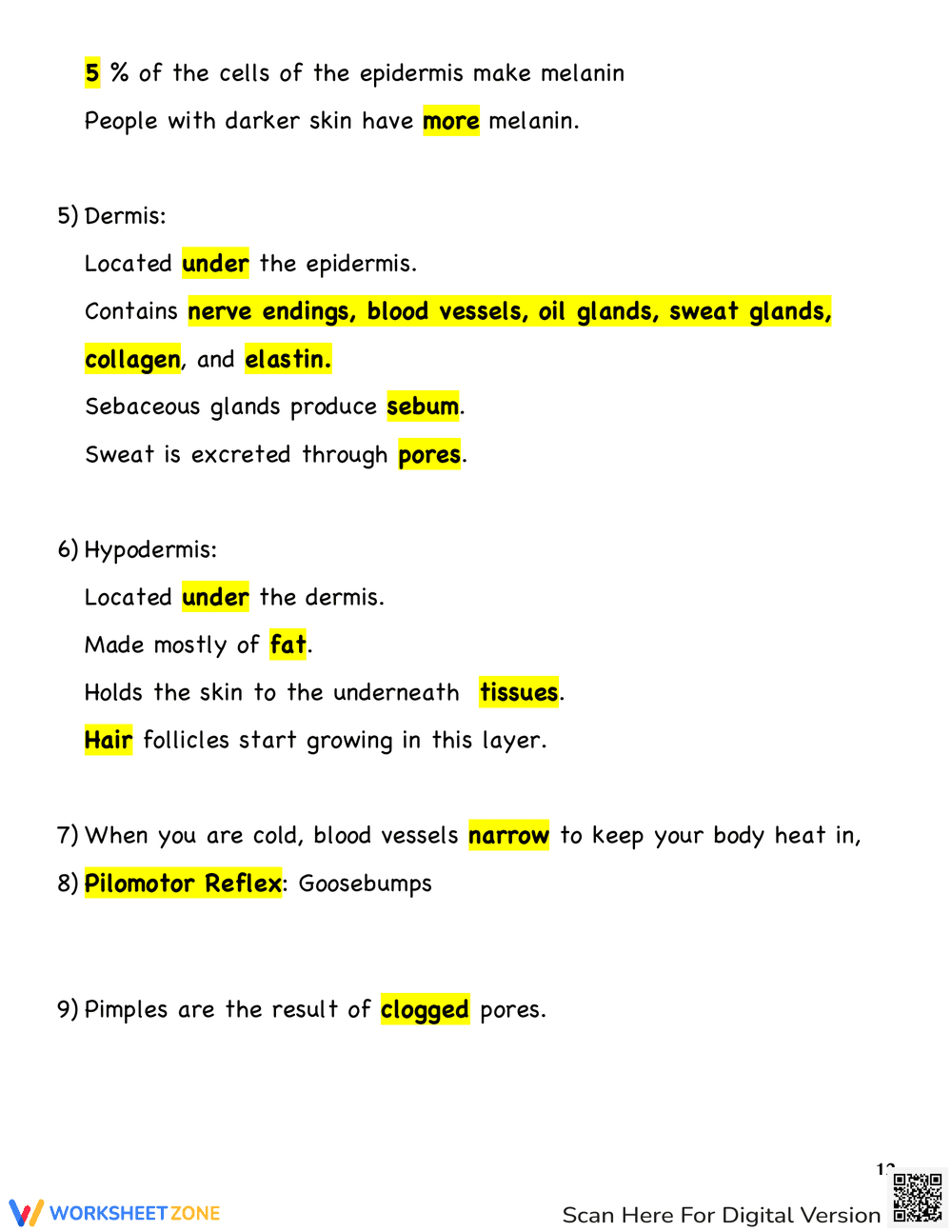 Our Integumentary System: Anatomy Worksheet - Page 4