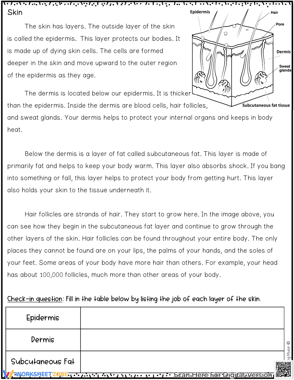 The Integumentary System Explained - Page 3
