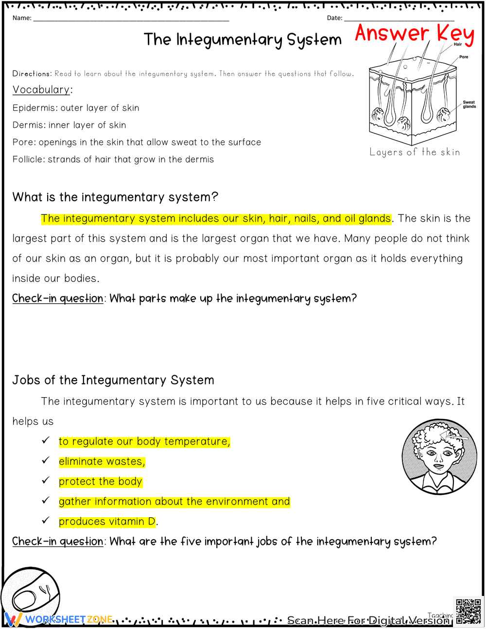 The Integumentary System Explained - Page 6