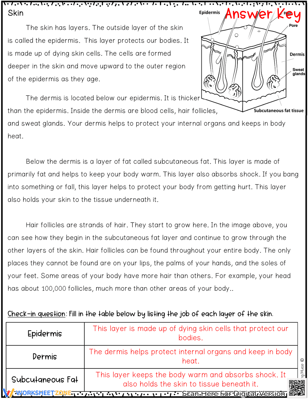 The Integumentary System Explained - Page 8