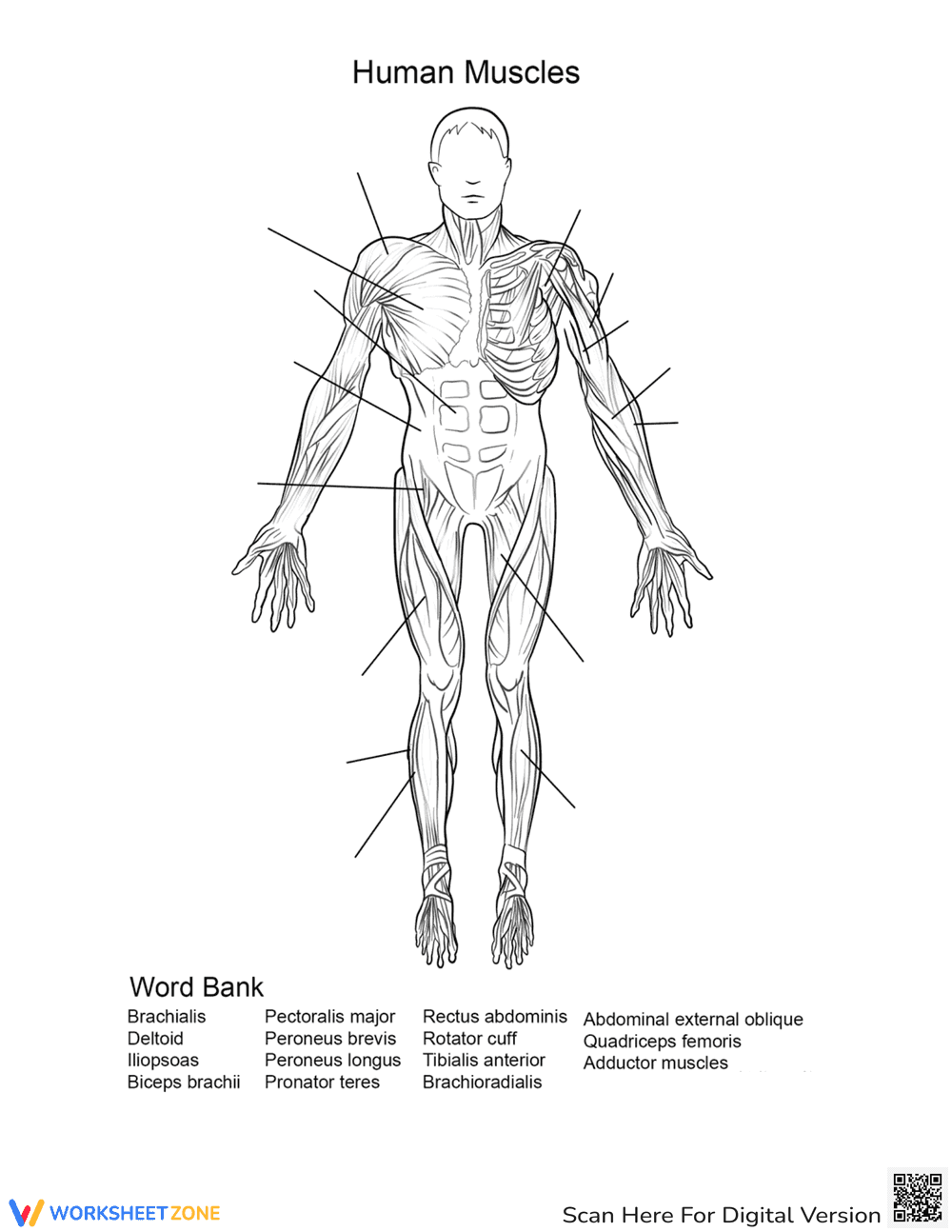 Human Muscles: Front View Anatomy - Page 1