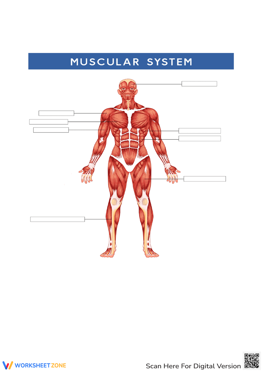 Muscular System Diagram - Page 1