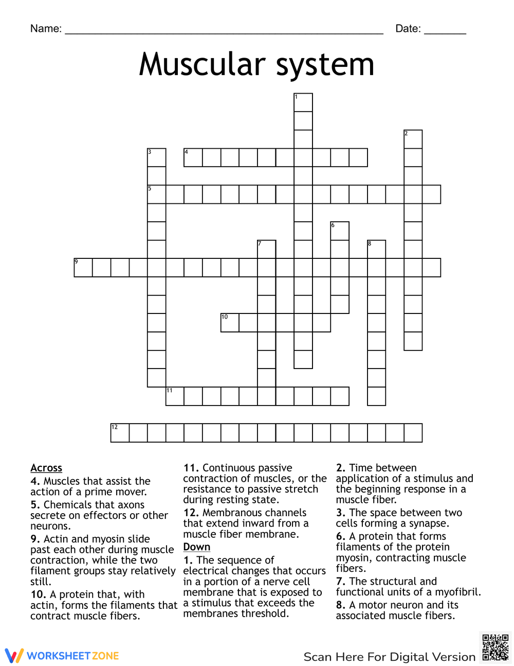 The Muscular System Crossword Worksheet - Page 1