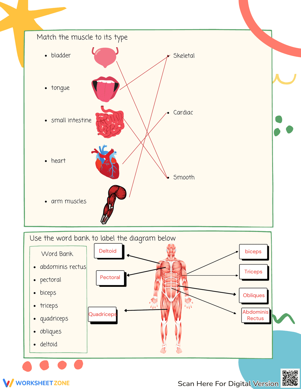 Muscular System Curriculum Worksheet - Page 4