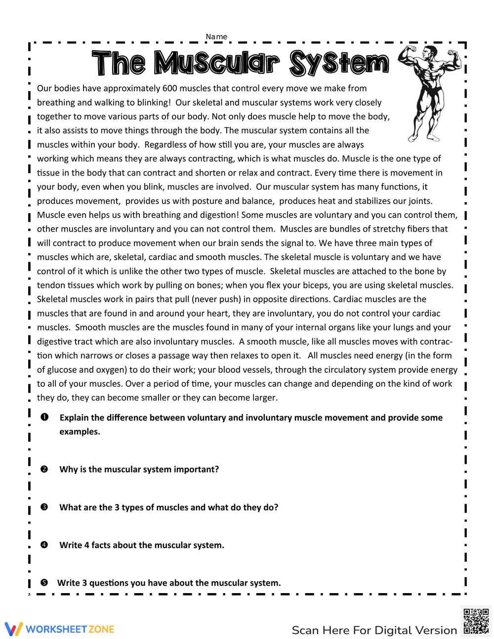 Muscular System Comprehension Acvitity - Page 1