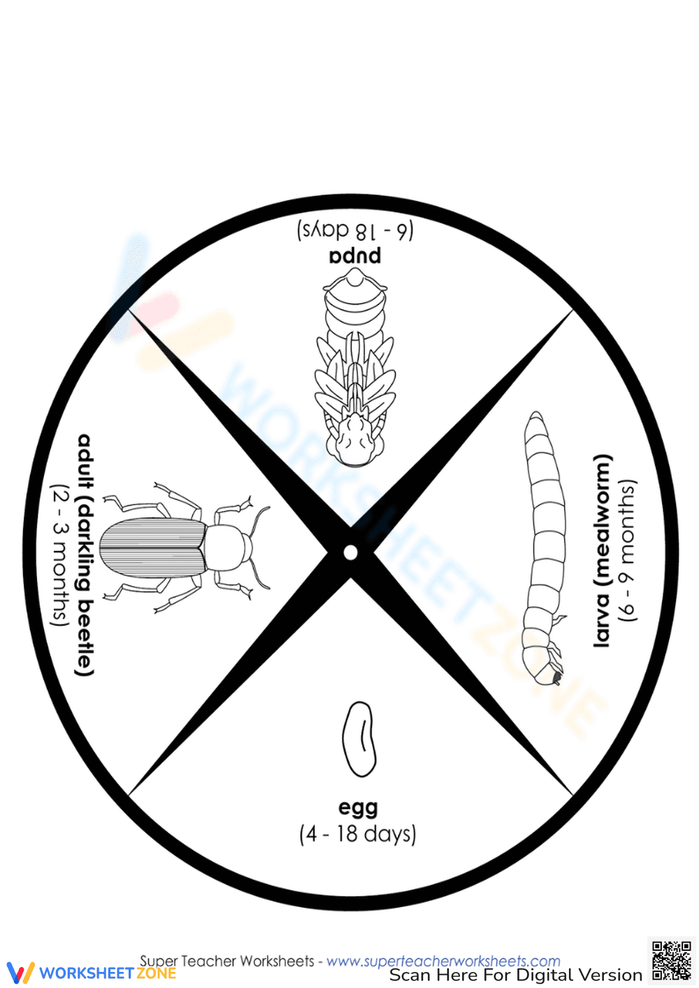 Mealworm Life Cycle Wheel Worksheet - Page 2