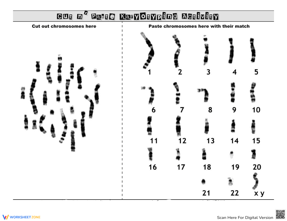 Cut and Paste Karyotyping Activity - Page 1