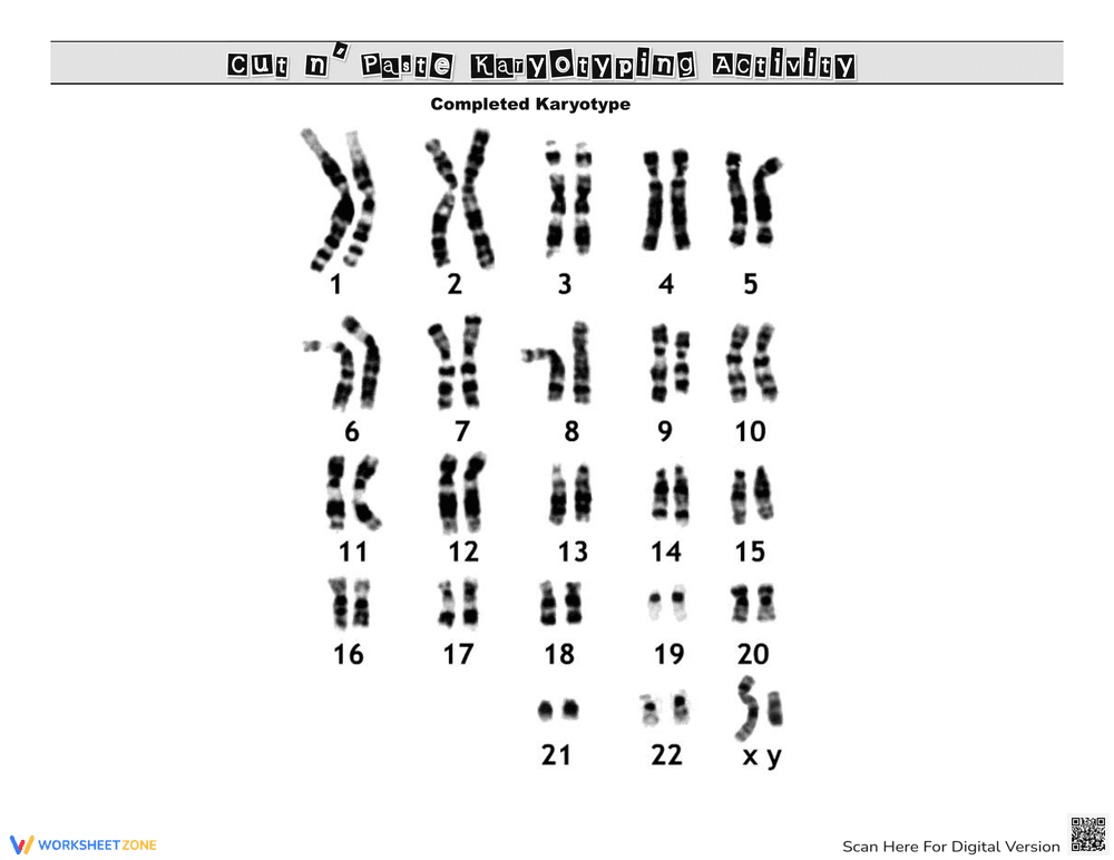 Cut and Paste Karyotyping Activity - Page 2