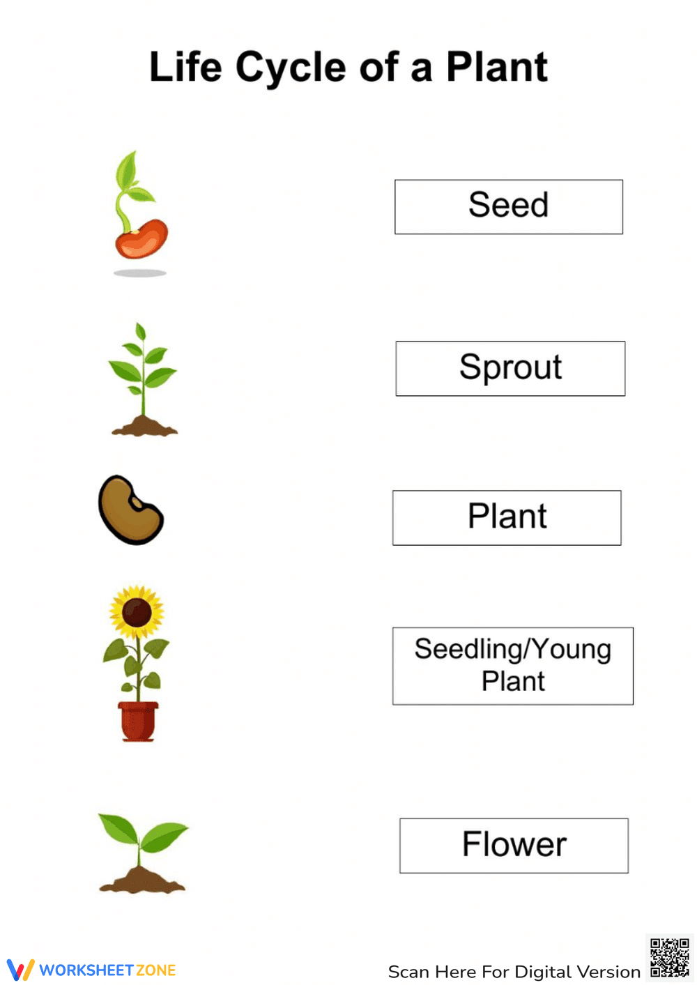 Plant life cycle - Page 1