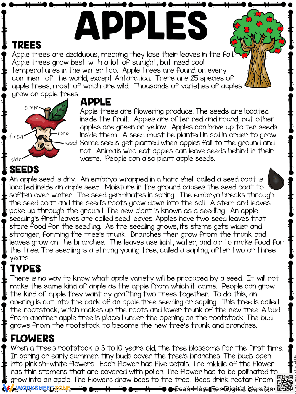 Apples Reading Comprehension Worksheet - Page 1