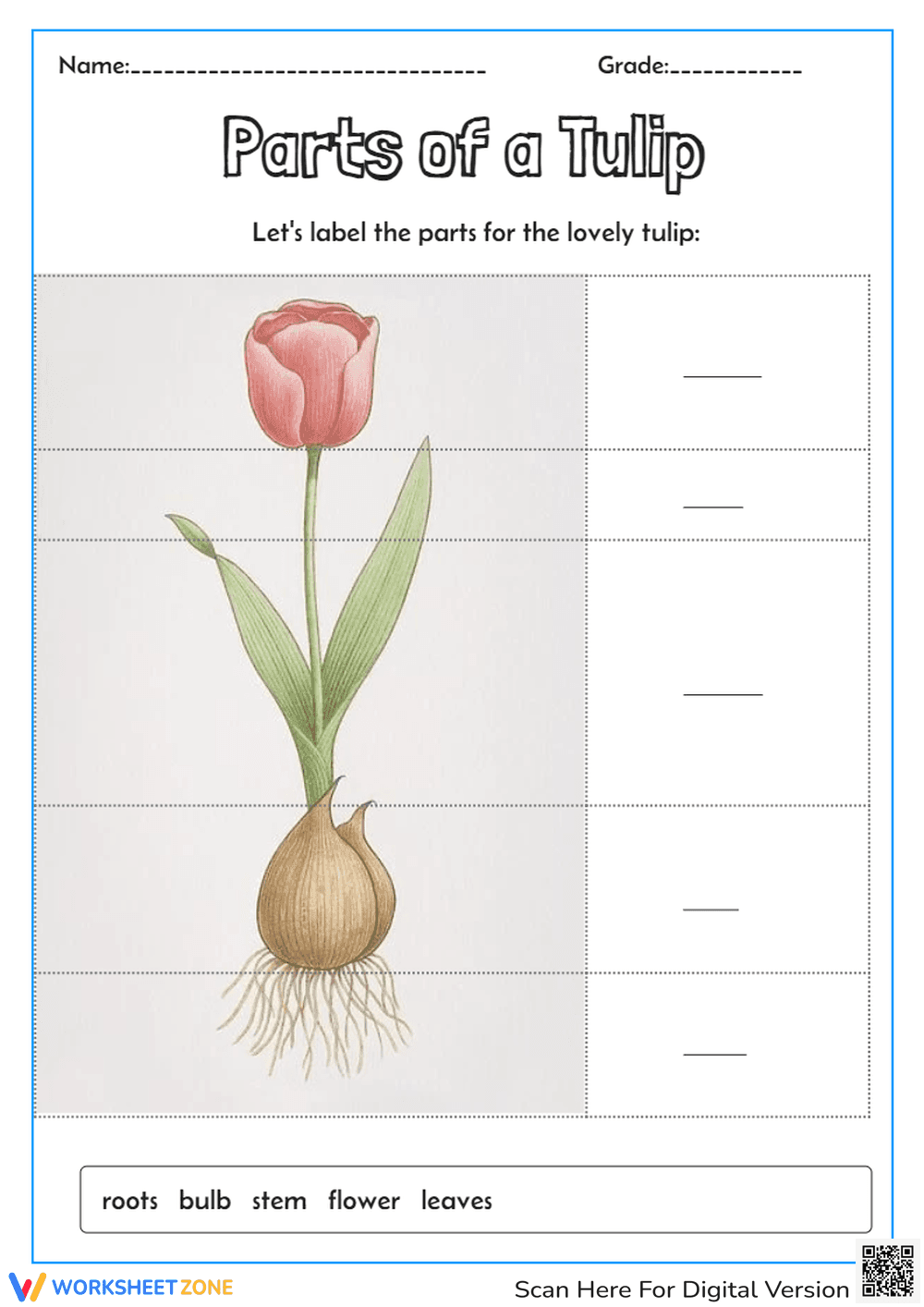 Parts of a Tulip - Page 1