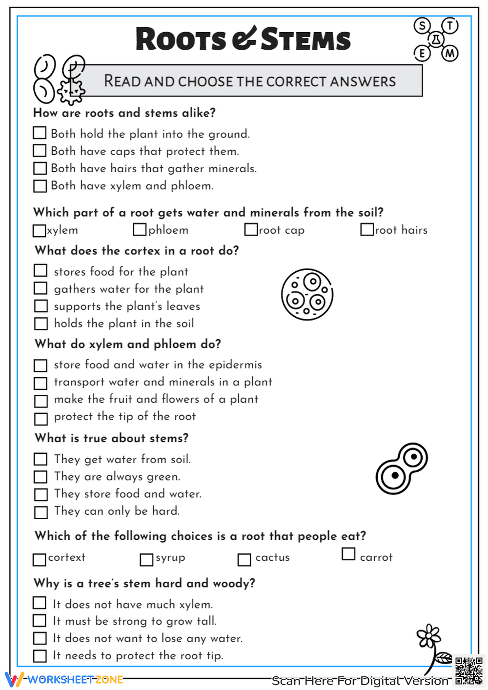 Roots and Stems: Exploring Plant Anatomy - Page 1