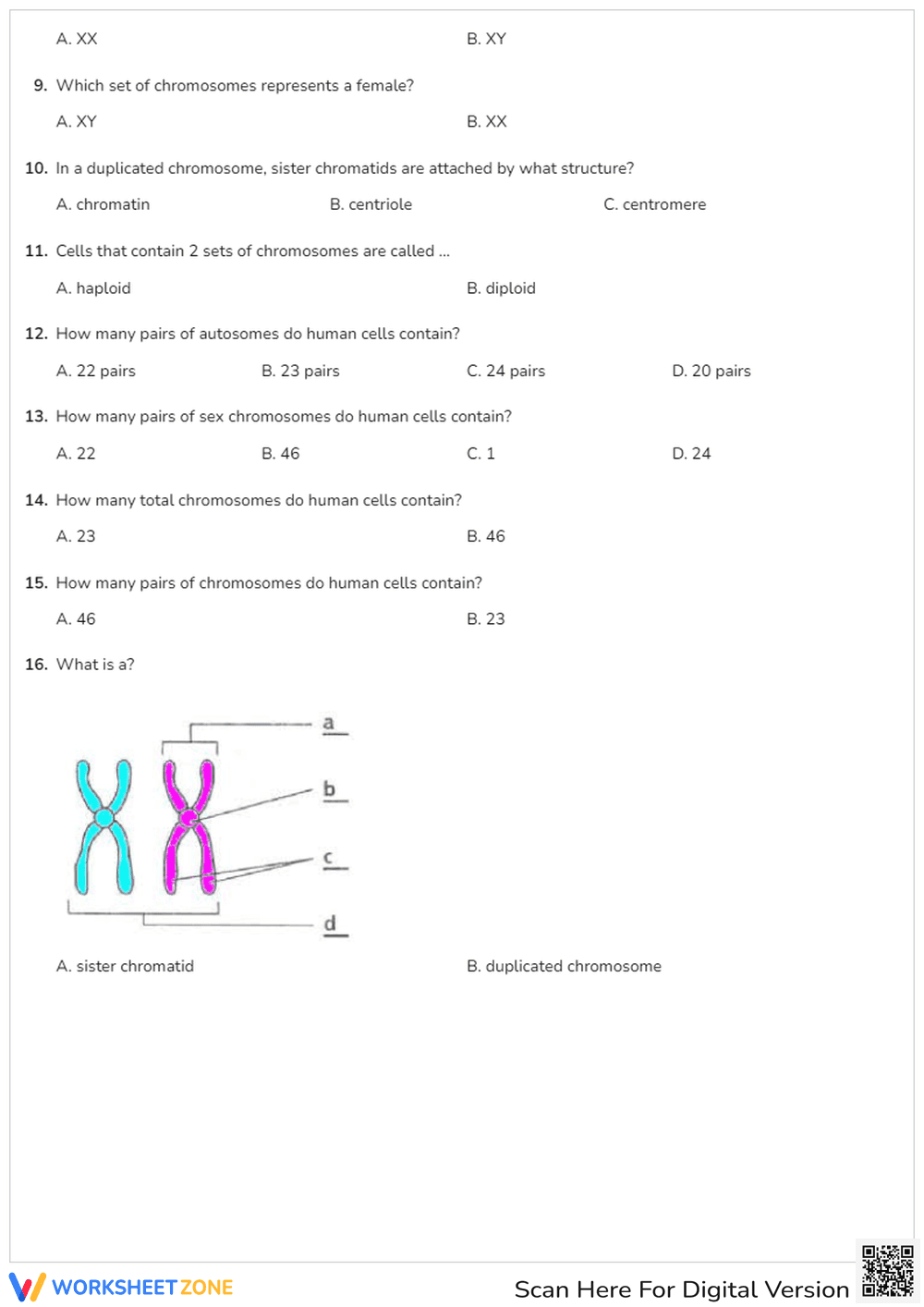 Chromosomes & Karyotypes Quiz - Page 2