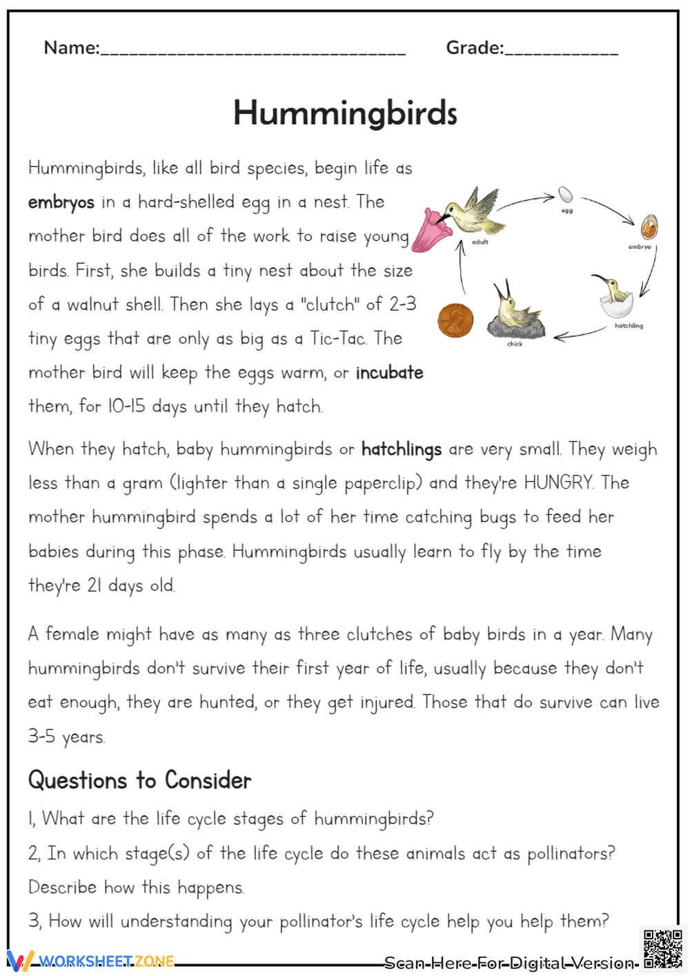 Hummingbirds Life Cycle Reading Comprehension - Page 1