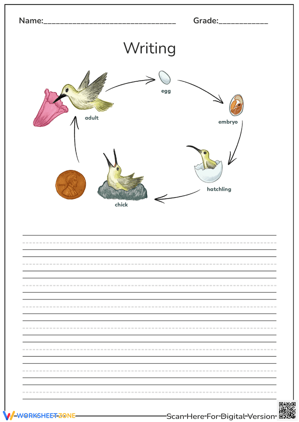 Hummingbird Life Cycle Writing - Page 1