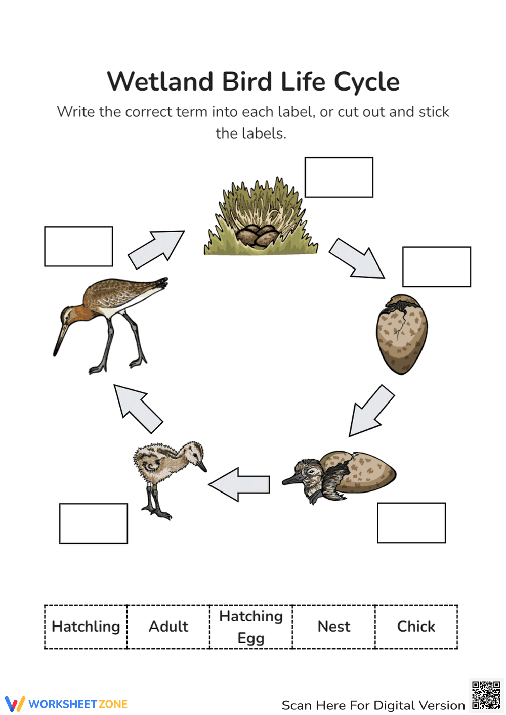 Life Cycle of a Wetland Bird Worksheet - Page 1