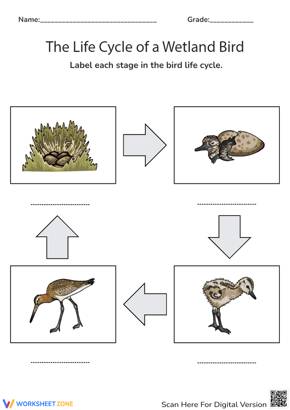 The Life Cycle of a Wetland Bird - Page 1