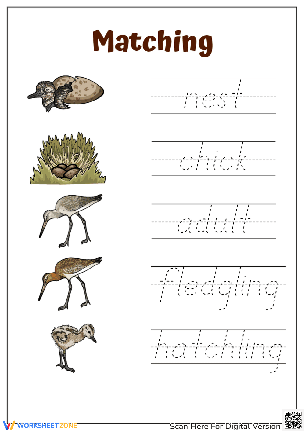 Bird Life Cycle Matching and Handwriting Worksheet - Page 1