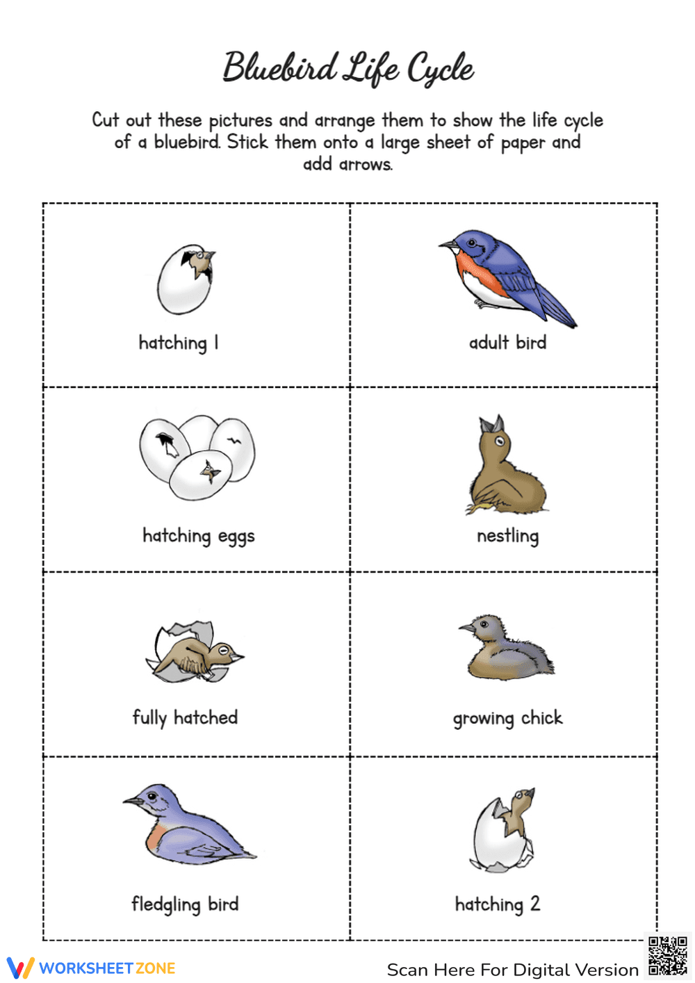 Bluebird Life Cycle Sorting Activity Worksheet - Page 1