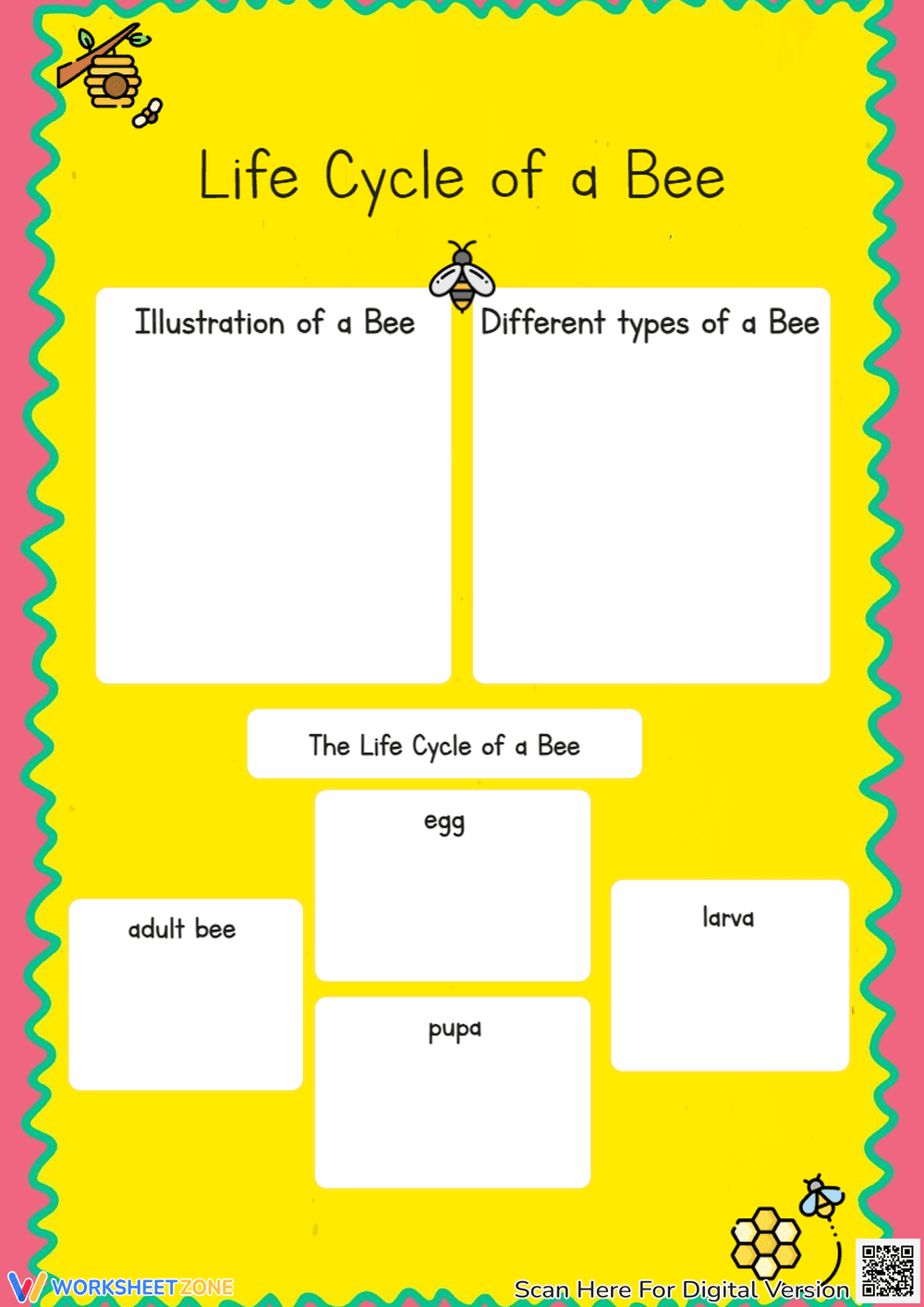 Bee Life Cycle Worksheet: Draw, Label & Learn! Grades 1-3 - Page 1