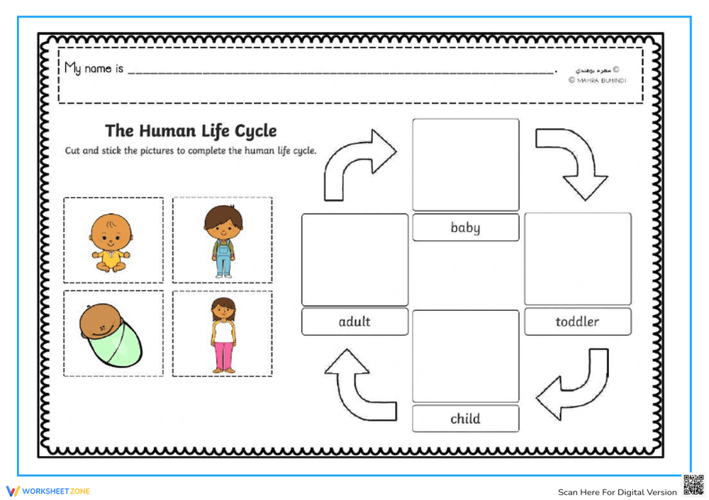 Human Life Cycle Cut & Paste - K-1 Science Worksheet - Page 1