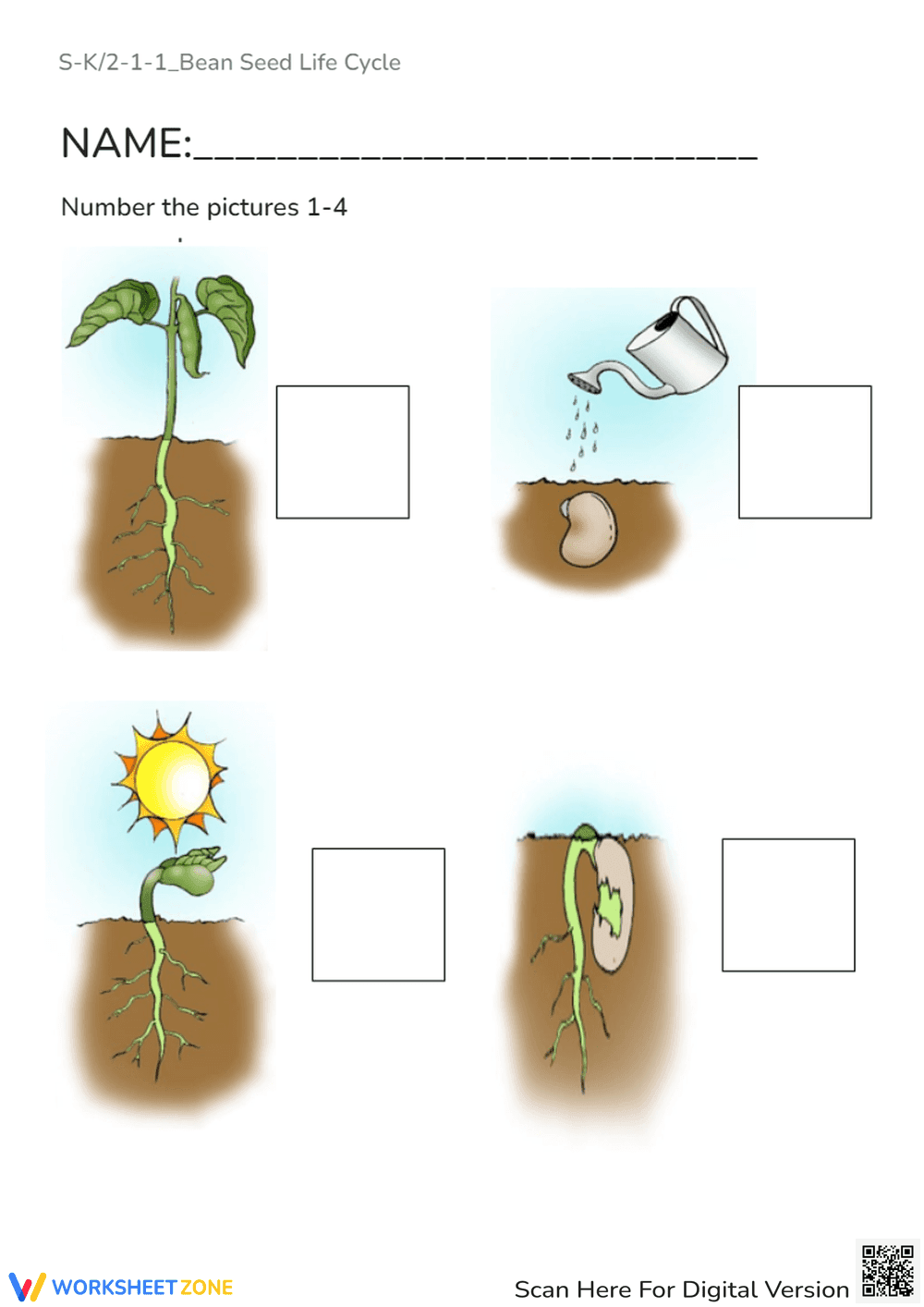 Exploring the Bean Seed Life Cycle - Page 1