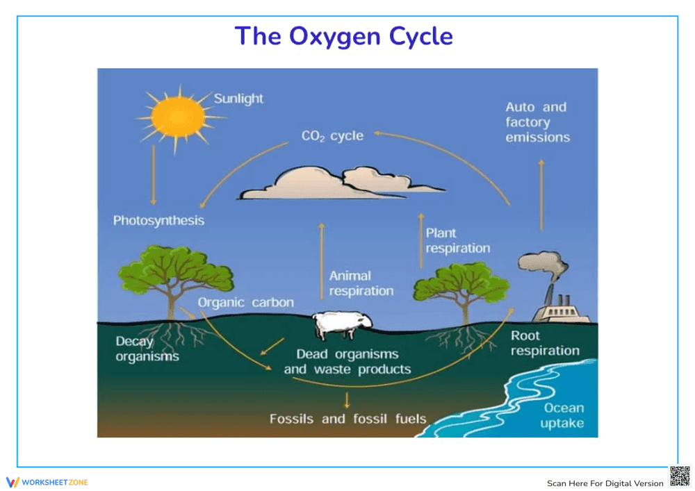 Understanding the Oxygen Cycle Worksheet - Page 1