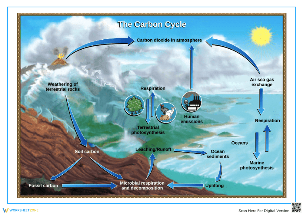 Diagram of Carbon Cycle - Page 1