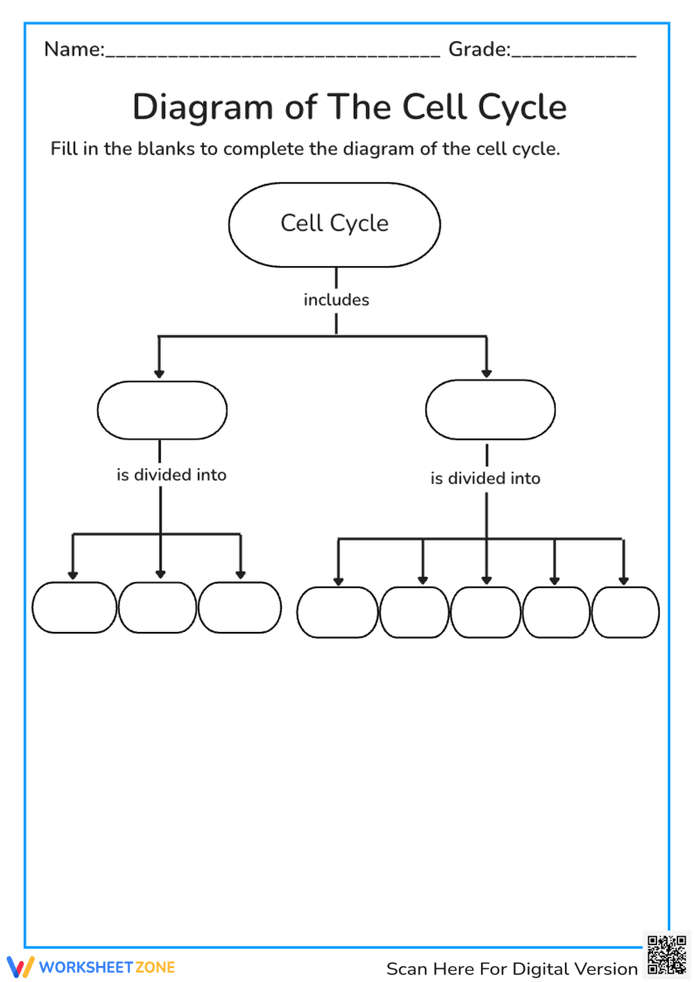 Diagram of The Cell Cycle - Page 1