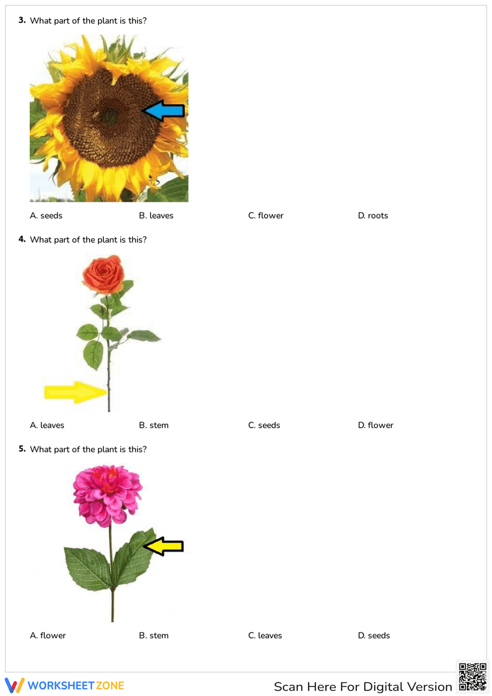 Identifying Plant Parts and Their Functions - Page 2