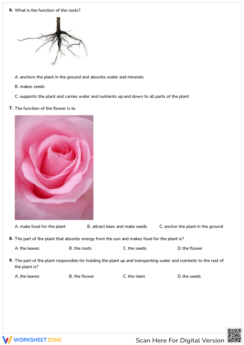 Identifying Plant Parts and Their Functions - Page 3